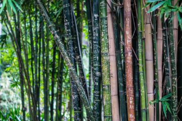 La posizione del bambù divisorio